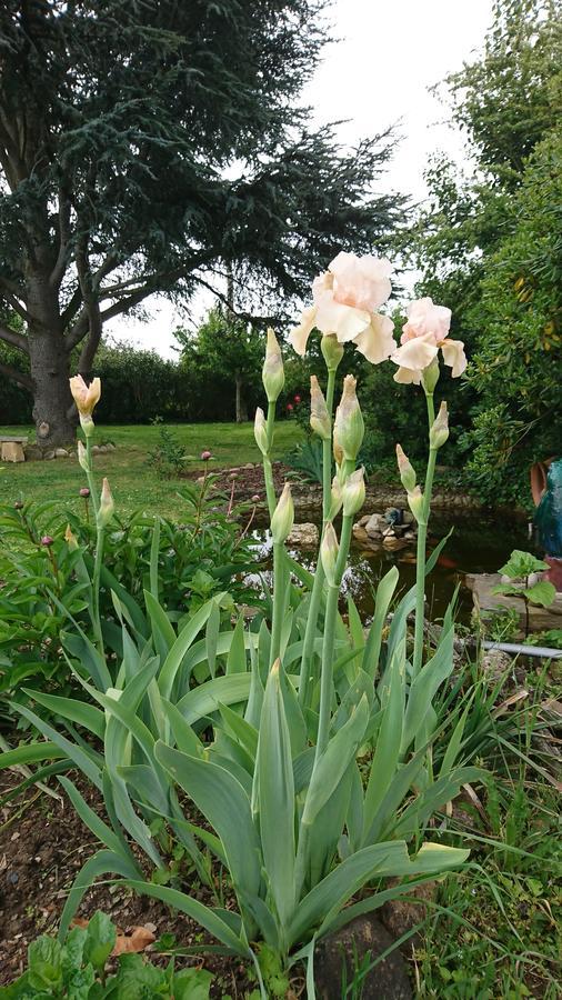 La Villa Blanc (Adults Only) Conques-sur-Orbiel 外观 照片